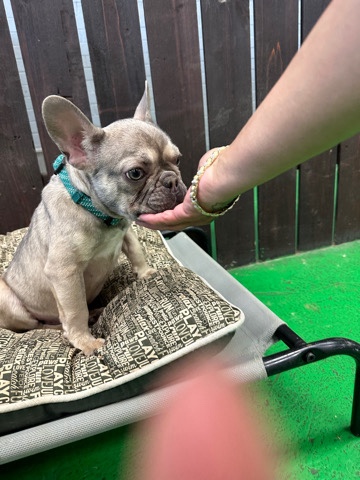 French Bulldog – Rare Frenchie Needs A Home!