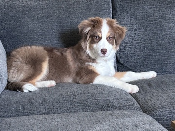 Australian Shepherd – Australian Shepherd (Pure Breed) – Kennesaw
