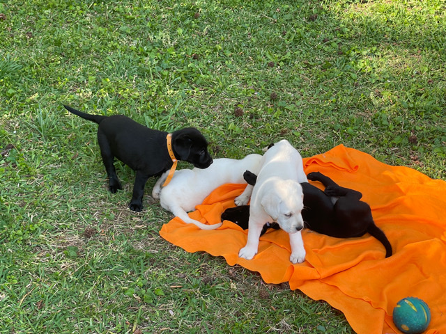 Labrador Retriever – Labrador Puppies for sale