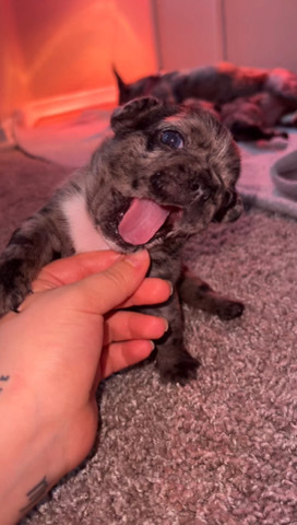 French Bulldog – AKC French Bulldogs