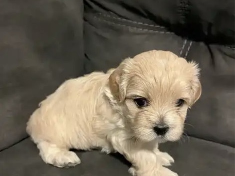 Maltipoo – maltipoo boy – Tampa