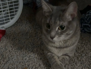 domestic short hair – Lansing