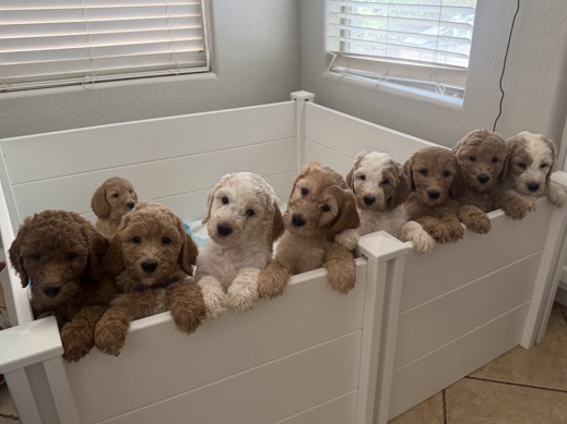 Goldendoodle – Standard Goldendoodle puppies – Casa Grande