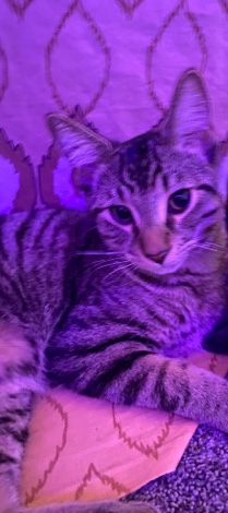 male grey tabby