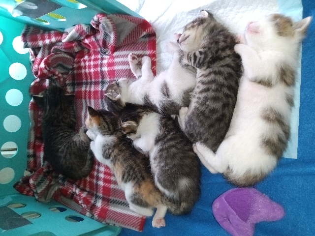 Bengal – Lola's Litter
