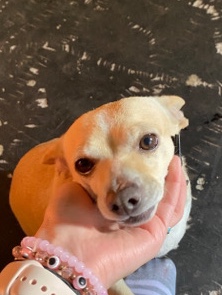 Chihuahua – rehome