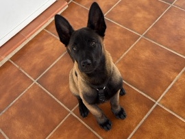 Belgian Shepherd Dog (Malinois) - Pastor Belga Malinois available for adoption in Álora