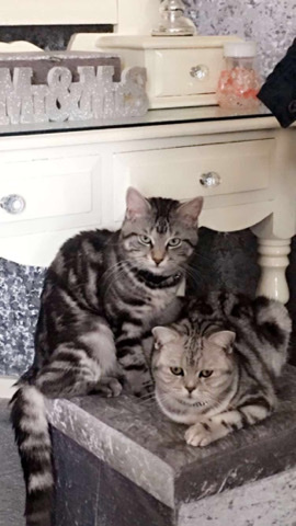 Bengal – Absolutely stunning kittens