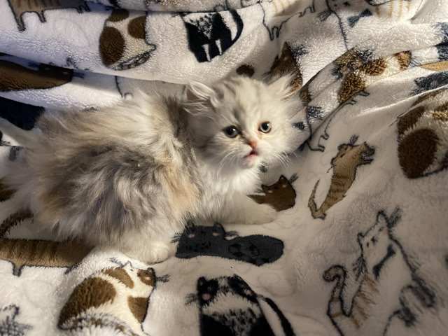 Persian (Modern) – Persian Kittens in Northern Nevada – Winnemucca