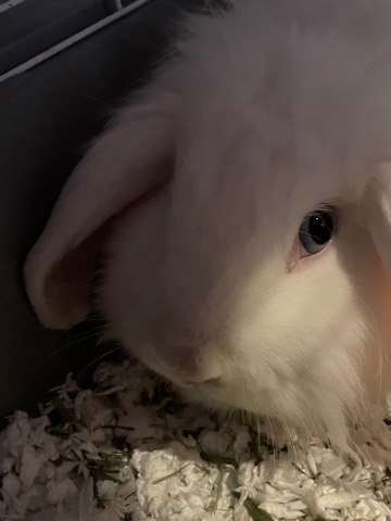 Lionhead – bunny