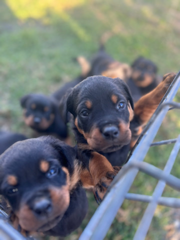 Rottweiler – Rottweiler puppies for sale