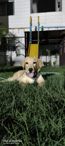 Labrador Retriever – labrador