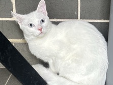 very friendly active cute full white with blue eyes 