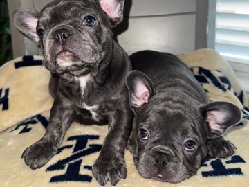 French Bulldog – Frenchies puppies – Fort Mill