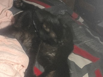 rehoming my cats – San Antonio
