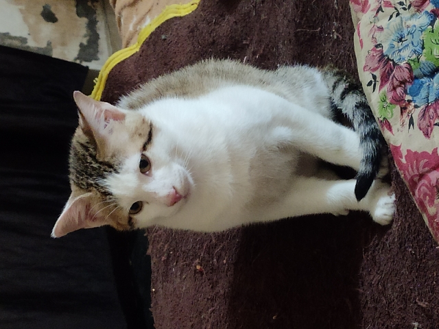 American Shorthair – male cat for adoption