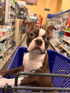 Pure bred boston terrier 