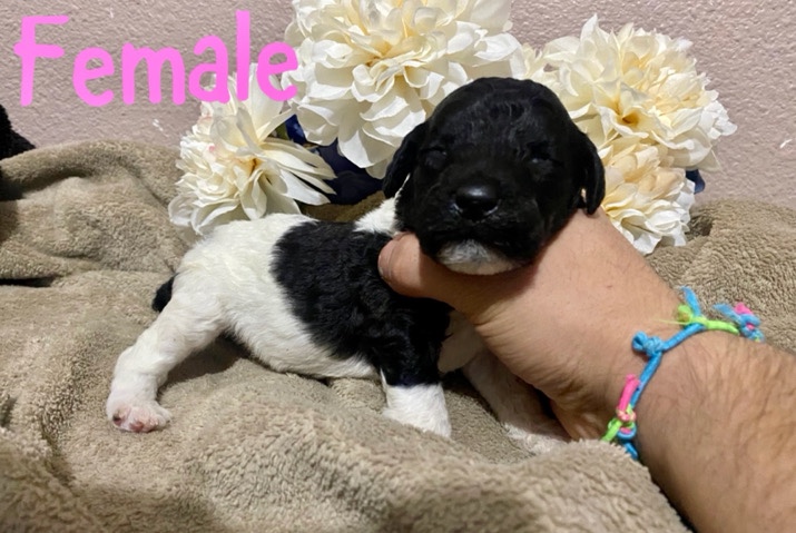 Poodle – standard poodle puppies