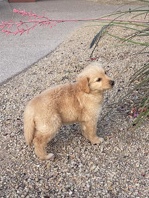 Golden Retriever – Pure-Bred Golden Retriever