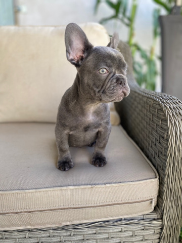 French Bulldog – French Bulldog (Fluffy Carrier)