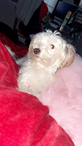 Maltese – Hello , her name is queen.