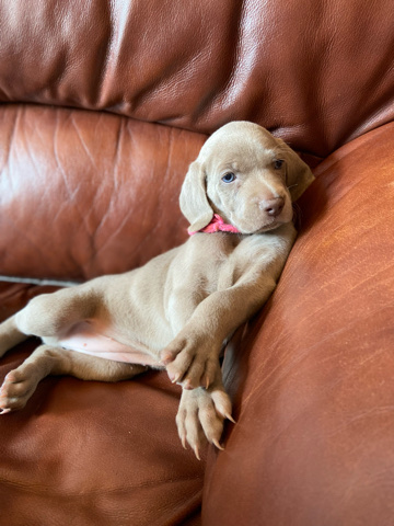 Weimaraner – Weimaraners AKC