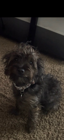 Yorkshire Terrier – Jack a poo