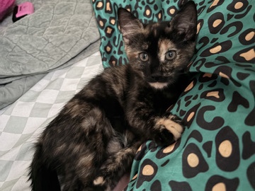 pinky – Schenectady