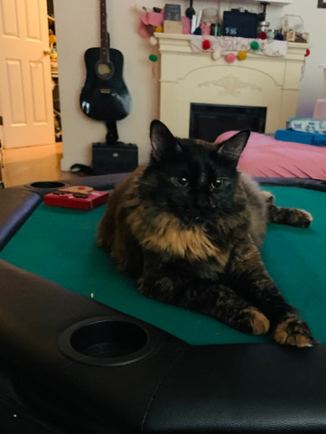 Free Cat to good home
