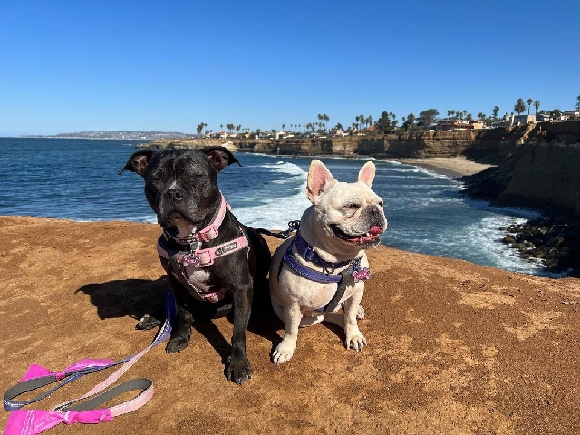 Bulldog – Gorgeous and expertly trained bulldogs available