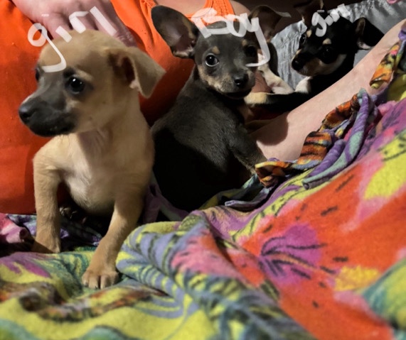Chihuahua puppies!