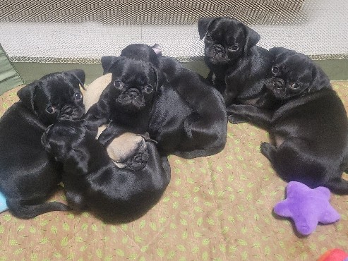 Black Pug Pups (preseasoned with love)