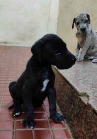 Great Dane – Geat Dane 2 puppies