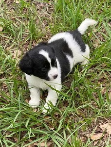Shih Tzu – 6 shih tzu / poodle puppies available
