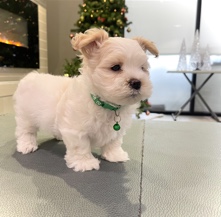 Shih Tzu – Shihpoo puppy for sell Toronto Ontario