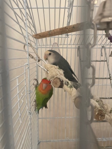 Love birds