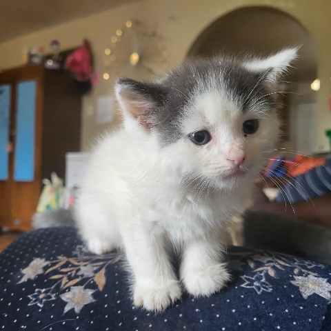 sweet little kittens