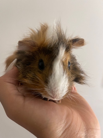 guniea pig for sale