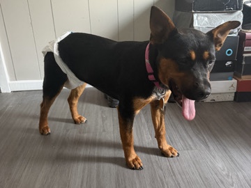 German Shepherd – German Shepherd mix – Asheboro