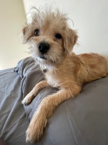 terrier pup for sale