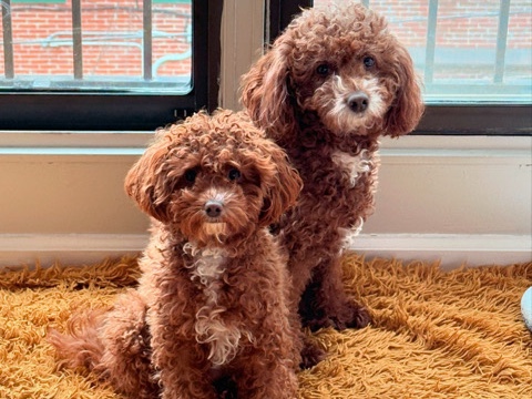 Poodle – Looking for a Loving Home for Our Two Sweet Girls 🐾❤️ – Philadelphia