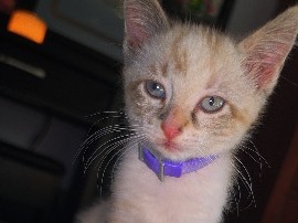 American Shorthair – Female Kittens – Bristow