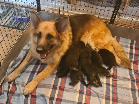 German Shepherd – Beautiful German Shepherd Puppies