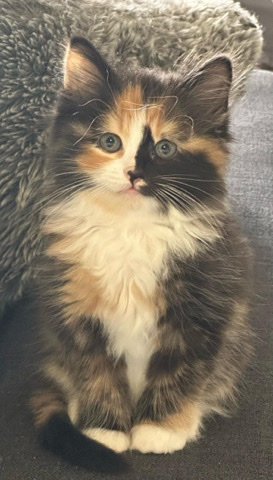 torte kitty