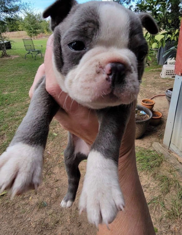 Boston Terrier – Boston Terrier Puppies