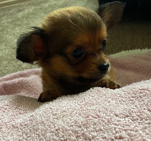 Chihuahua – beautiful tiny girl