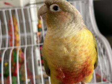 Green Cheeked Conure