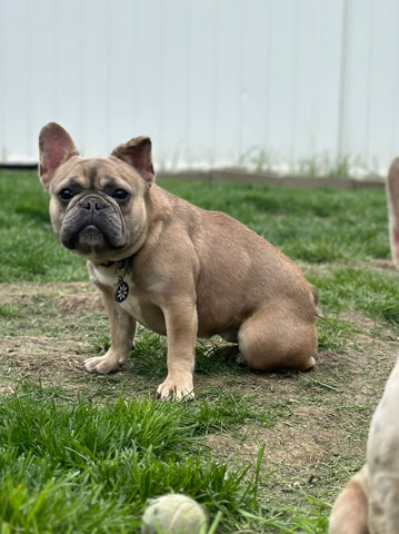 French Bulldog – adult fluffy carrier female French bulldog