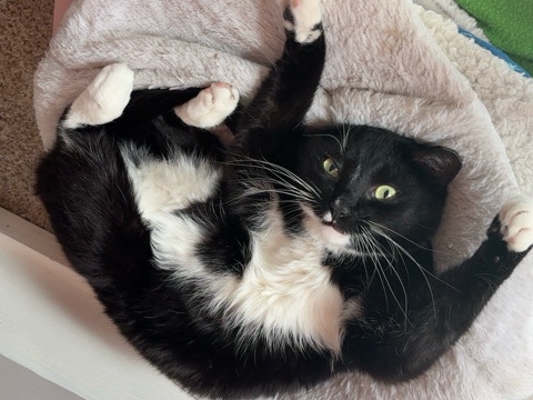 American Shorthair – Needs a home – Rochester