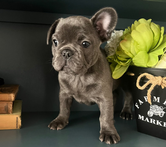 French Bulldog – French Bulldog Puppies